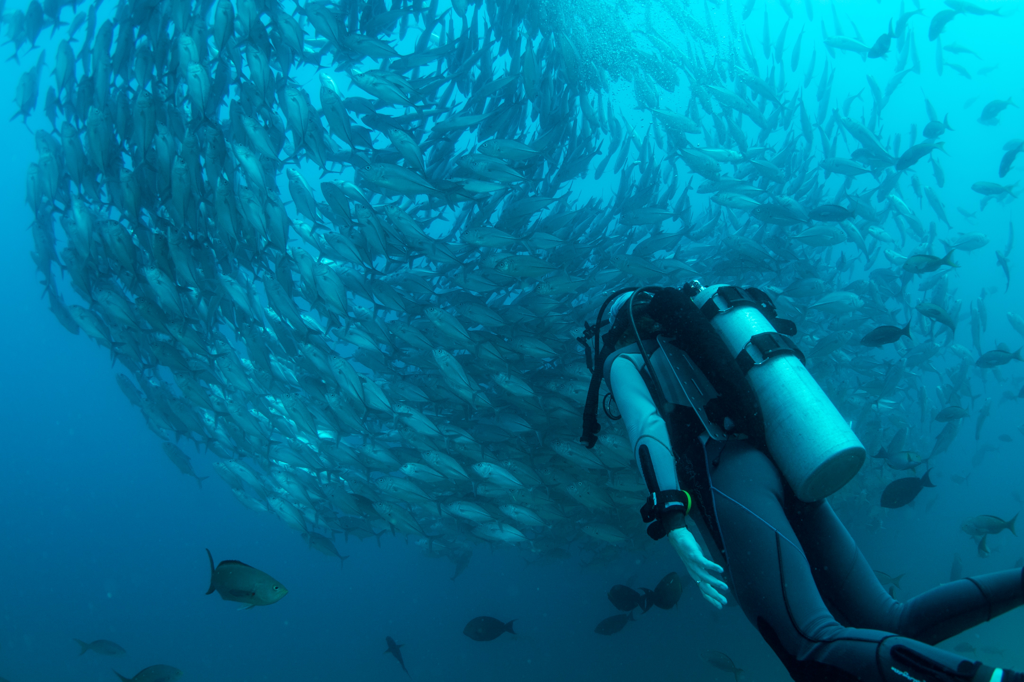 sales funnel benefits man scuba diving with a school of fish