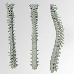 SPINAL CORD