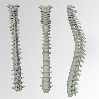 SPINAL CORD