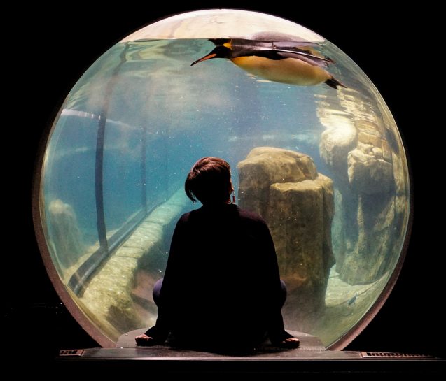 person looking at swimming penguin