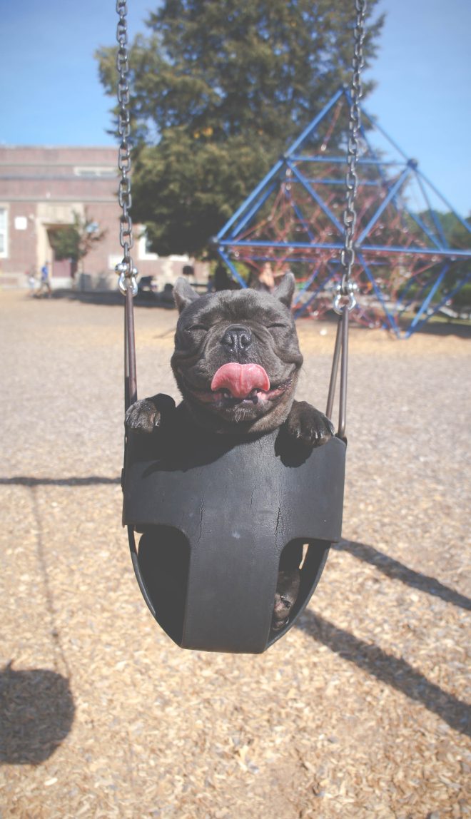 dog in the swing at a park